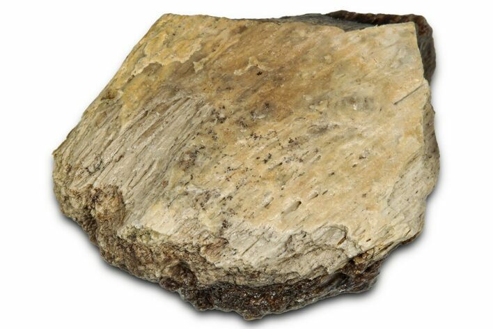 Fossil Tyrannosaur (T rex) Bone Section - Wyoming #352782